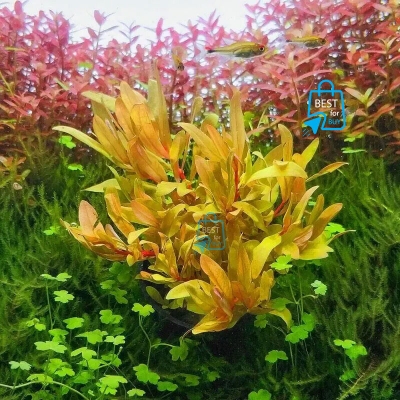 Picture of Nesaea pedicellata Golden Live Aquarium Plant – 3 Bare Stems, Requires Soil