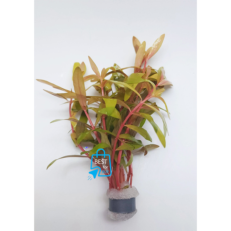 Picture of Nesaea pedicellata Golden Live Aquarium Plant – 3 Bare Stems, Requires Soil