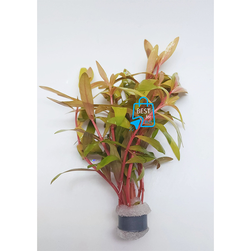 Picture of Nesaea pedicellata Golden Live Aquarium Plant – 3 Bare Stems, Requires Soil
