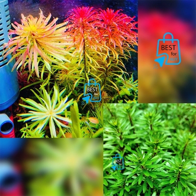 Picture of Ludwigia Meta Live Aquarium Plant – 3 Bare Stems, Requires Soil