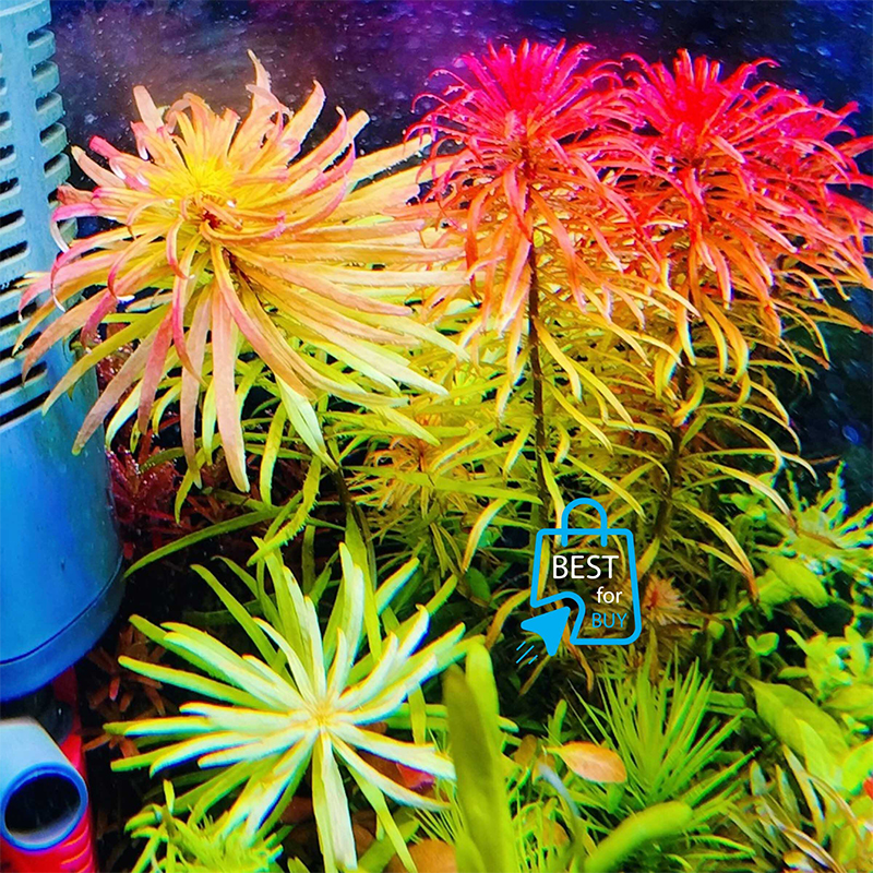 Picture of Ludwigia Meta Live Aquarium Plant – 3 Bare Stems, Requires Soil
