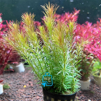 Picture of Rotala wallichii Live Aquarium Plant – 3 Bare Stems, Requires Soil