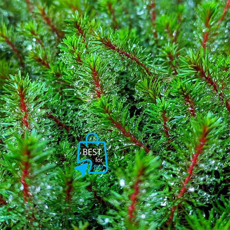 Picture of Rotala wallichii Live Aquarium Plant – 3 Bare Stems, Requires Soil