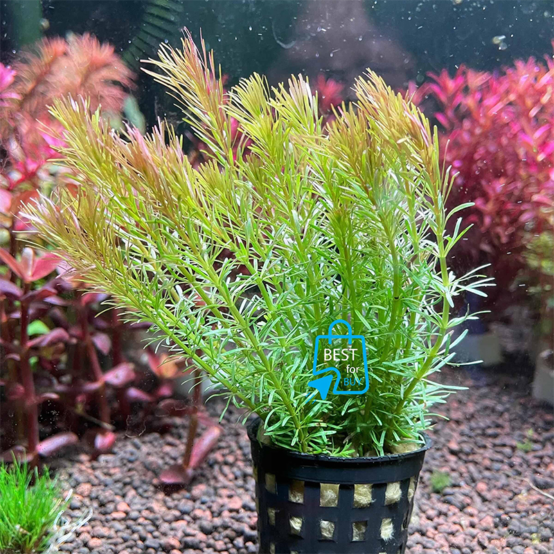 Picture of Rotala wallichii Live Aquarium Plant – 3 Bare Stems, Requires Soil