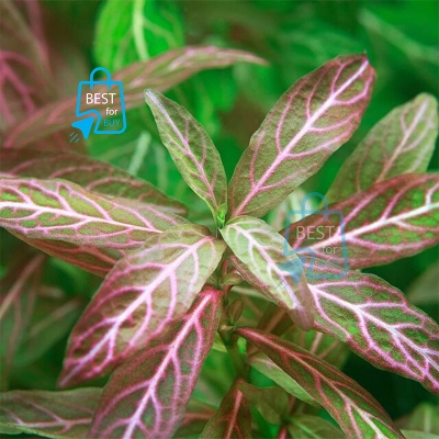 Picture of Hygrophila polysperma Rosanervig Sunset Live Aquarium Plant – 3 Bare Stems, Requires Soil