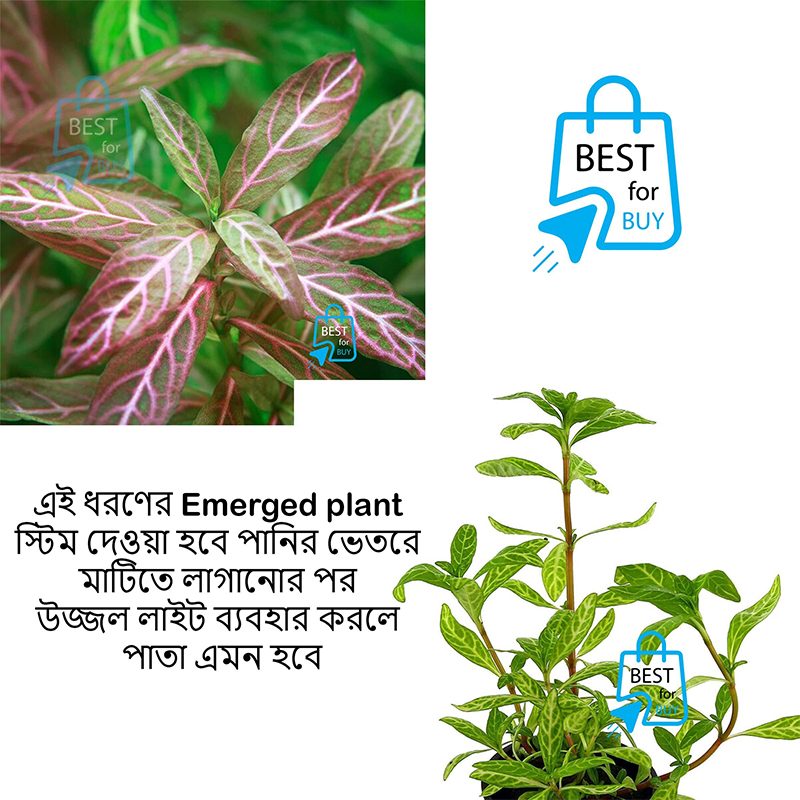 Picture of Hygrophila polysperma Rosanervig Sunset Live Aquarium Plant – 3 Bare Stems, Requires Soil