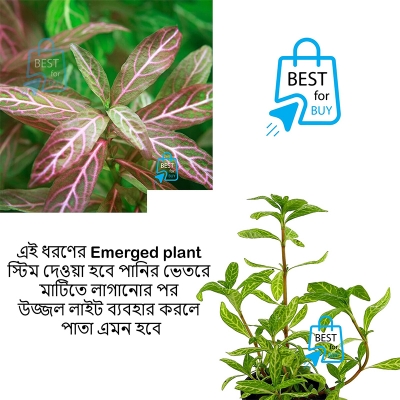 Picture of Hygrophila polysperma Rosanervig Sunset Live Aquarium Plant – 3 Bare Stems, Requires Soil