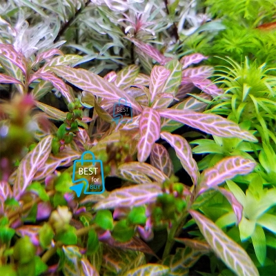 Picture of Hygrophila polysperma Rosanervig Sunset Live Aquarium Plant – 3 Bare Stems, Requires Soil
