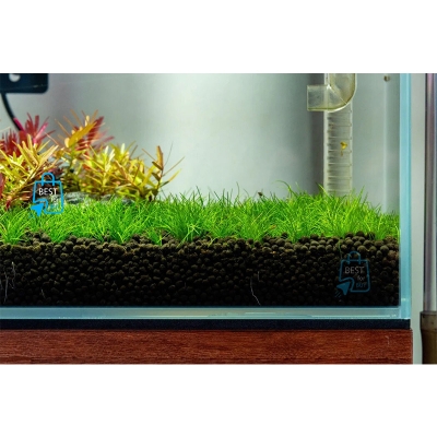 Picture of Japanese Hair Grass (Eleocharis acicularis Mini) Live Aquarium Carpeting Plant – 1 Ready Pot, Requires Soil