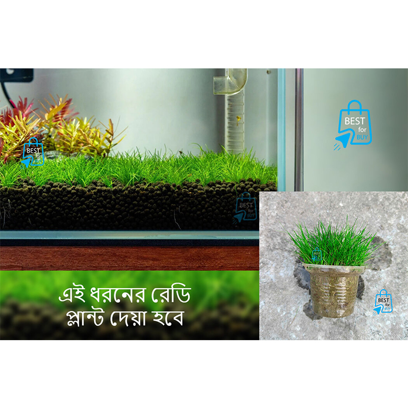 Picture of Japanese Hair Grass (Eleocharis acicularis Mini) Live Aquarium Carpeting Plant – 1 Ready Pot, Requires Soil