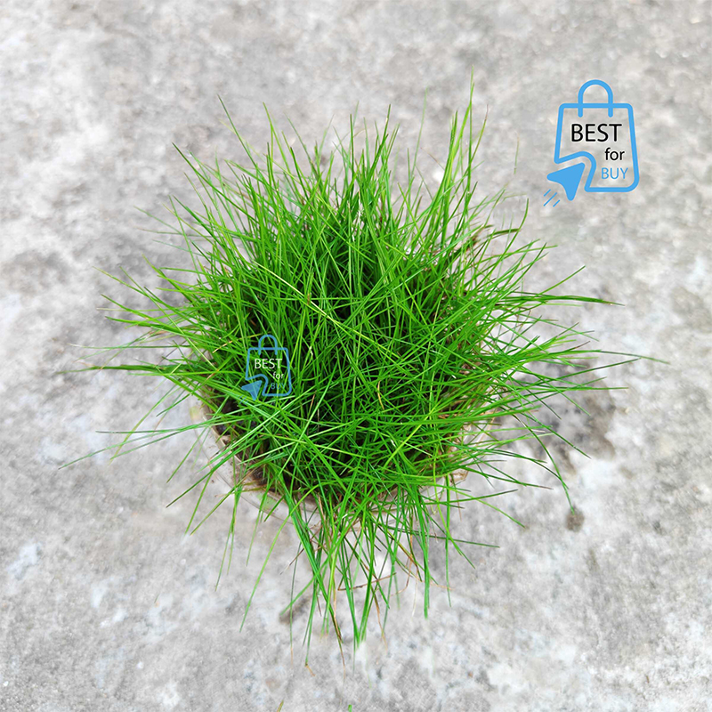 Picture of Japanese Hair Grass (Eleocharis acicularis Mini) Live Aquarium Carpeting Plant – 1 Ready Pot, Requires Soil