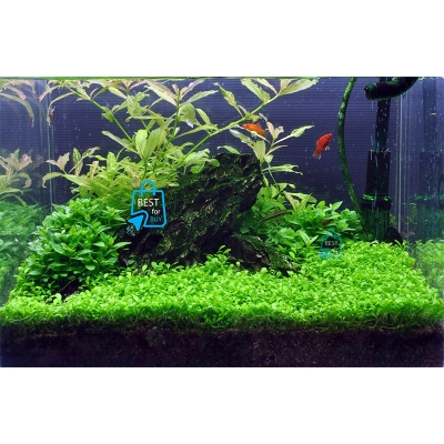 Picture of Glossostigma elatinoides Live Aquarium Carpeting Plant – 1 Ready Pot, Requires Soil