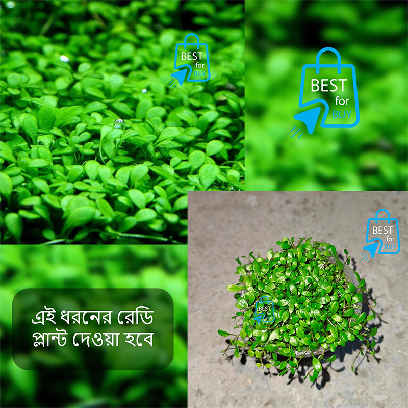 Picture of Glossostigma elatinoides Live Aquarium Carpeting Plant – 1 Ready Pot, Requires Soil