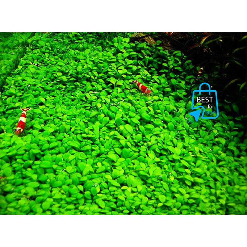 Picture of Glossostigma elatinoides Live Aquarium Carpeting Plant – 1 Ready Pot, Requires Soil