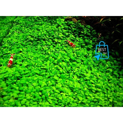 Picture of Glossostigma elatinoides Live Aquarium Carpeting Plant – 1 Ready Pot, Requires Soil