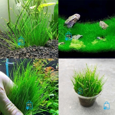 Picture of Long Hair Grass (Eleocharis vivipara) Live Aquarium Plant – 1 Ready Pot, Requires Soil