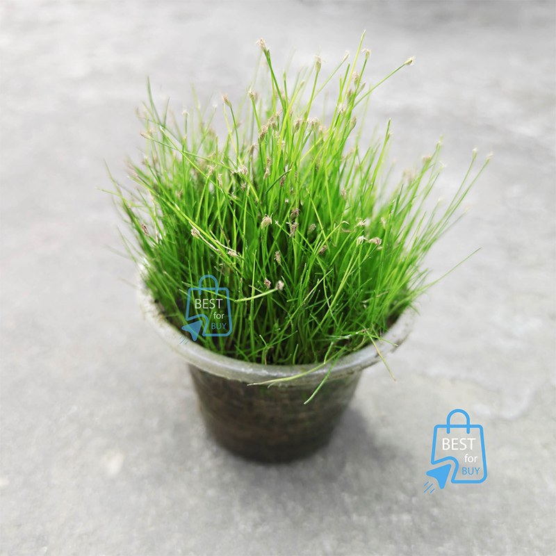 Picture of Long Hair Grass (Eleocharis vivipara) Live Aquarium Plant – 1 Ready Pot, Requires Soil