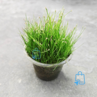 Picture of Long Hair Grass (Eleocharis vivipara) Live Aquarium Plant – 1 Ready Pot, Requires Soil