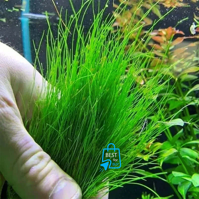 Picture of Long Hair Grass (Eleocharis vivipara) Live Aquarium Plant – 1 Ready Pot, Requires Soil