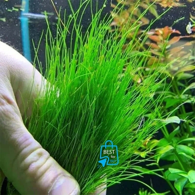 Picture of Long Hair Grass (Eleocharis vivipara) Live Aquarium Plant – 1 Ready Pot, Requires Soil