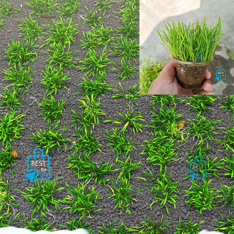 Picture of Lilaeopsis brasiliensis (Brazilian Micro Sword) Live Aquarium Carpeting Plant – 1 Ready Pot