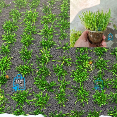 Picture of Lilaeopsis brasiliensis (Brazilian Micro Sword) Live Aquarium Carpeting Plant – 1 Ready Pot