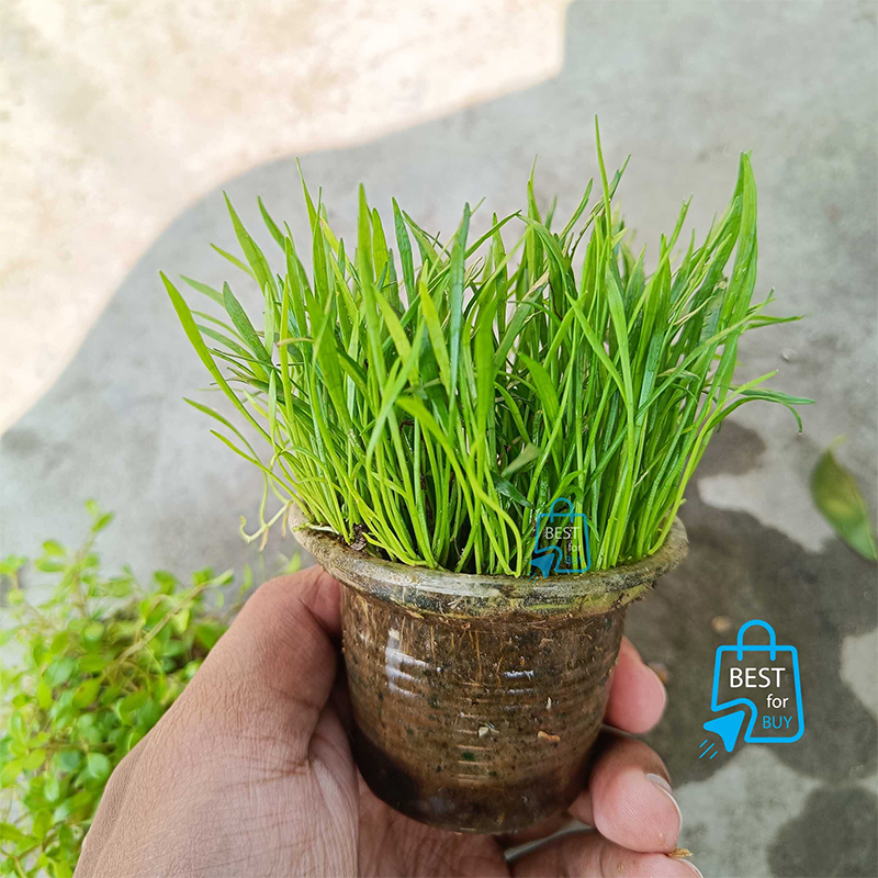 Picture of Lilaeopsis brasiliensis (Brazilian Micro Sword) Live Aquarium Carpeting Plant – 1 Ready Pot