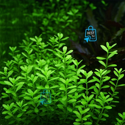 Picture of Bacopa monnieri (Moneywort) Live Aquarium Plant – 3 Bare Stems, Requires Soil