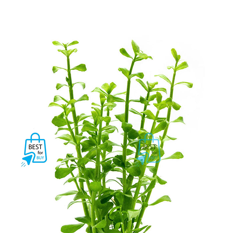 Picture of Bacopa monnieri (Moneywort) Live Aquarium Plant – 3 Bare Stems, Requires Soil