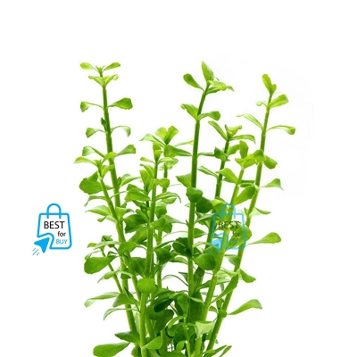 Picture of Bacopa monnieri (Moneywort) Live Aquarium Plant – 3 Bare Stems, Requires Soil