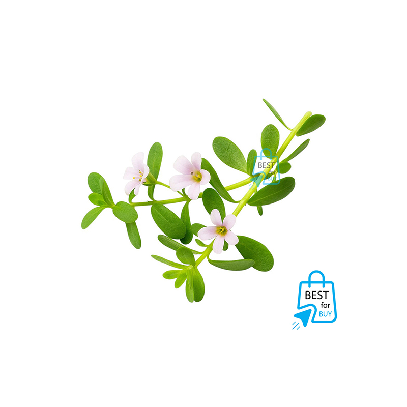 Picture of Bacopa monnieri (Moneywort) Live Aquarium Plant – 3 Bare Stems, Requires Soil