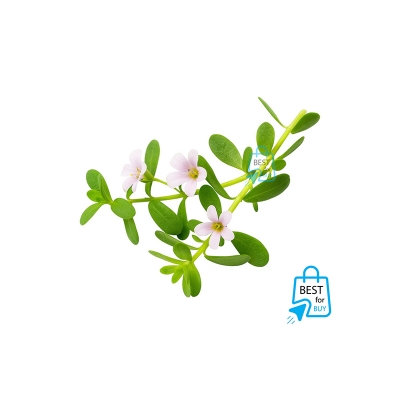 Picture of Bacopa monnieri (Moneywort) Live Aquarium Plant – 3 Bare Stems, Requires Soil