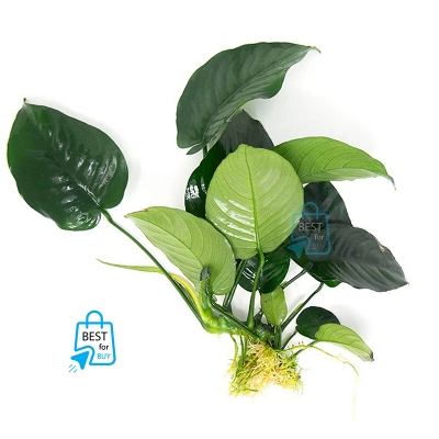 Picture of Anubias barteri Broad Leaf Live Aquarium Plant – Large Variety, No Soil Required; Attach to Rock or Driftwood