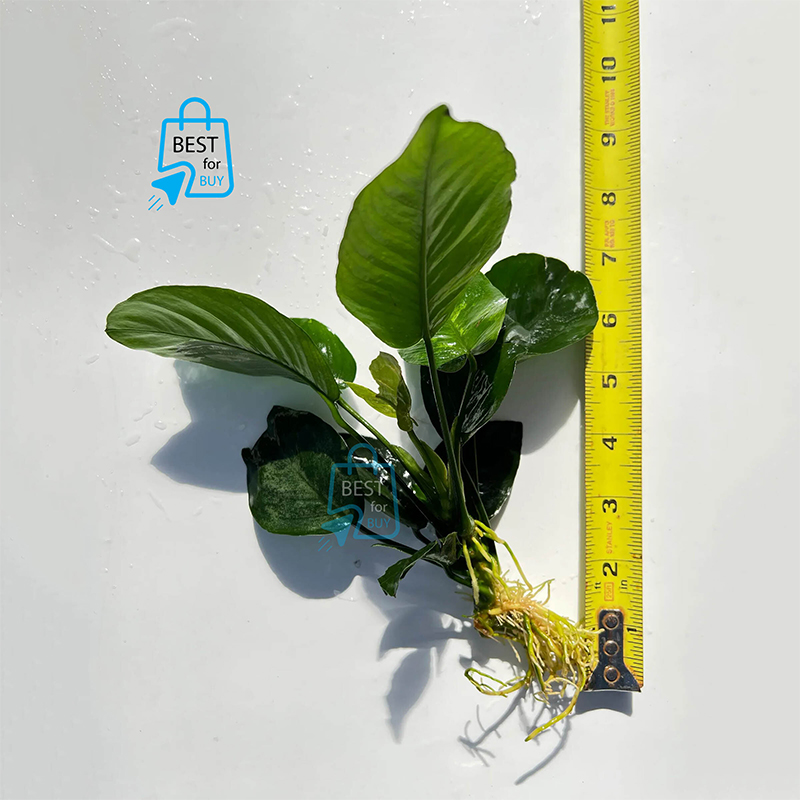 Picture of Anubias barteri Broad Leaf Live Aquarium Plant – Large Variety, No Soil Required; Attach to Rock or Driftwood