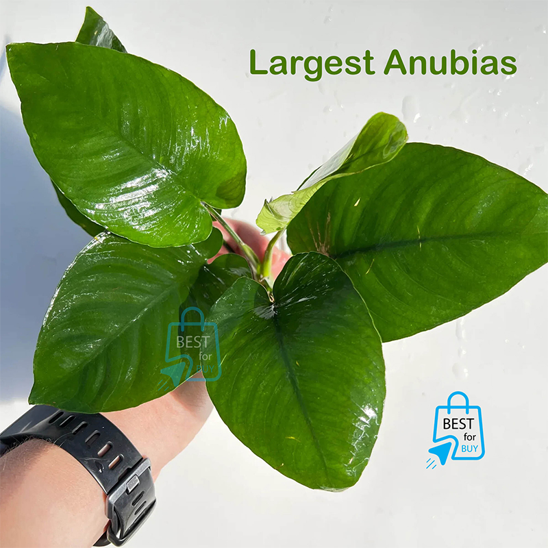 Picture of Anubias barteri Broad Leaf Live Aquarium Plant – Large Variety, No Soil Required; Attach to Rock or Driftwood