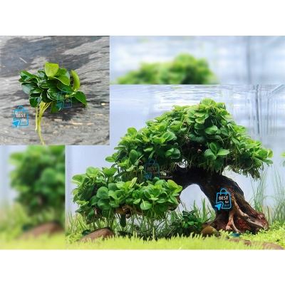 Picture of Anubias Japan Bonsai Live Aquarium Plant – No Soil Required; Attach to Rock or Driftwood