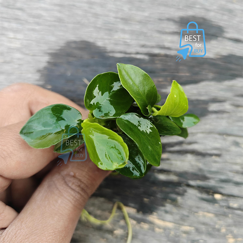 Picture of Anubias Japan Bonsai Live Aquarium Plant – No Soil Required; Attach to Rock or Driftwood
