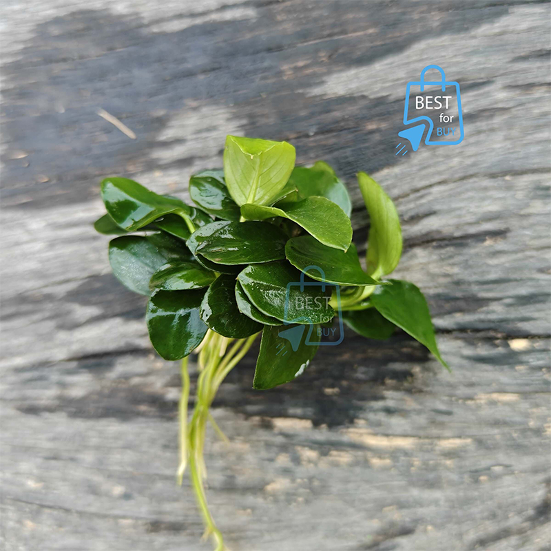 Picture of Anubias Japan Bonsai Live Aquarium Plant – No Soil Required; Attach to Rock or Driftwood