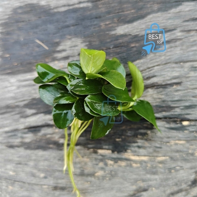 Picture of Anubias Japan Bonsai Live Aquarium Plant – No Soil Required; Attach to Rock or Driftwood