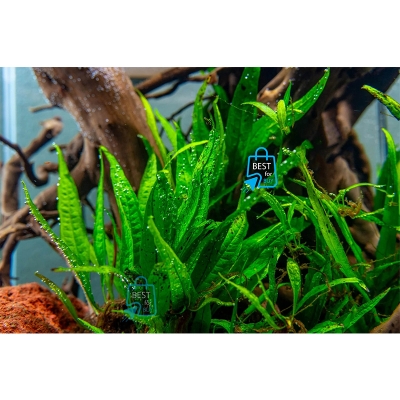 Picture of Java Fern Live Aquarium Plant – 5–7 Leaves per Rhizome, No Soil Required; Attach to Rock or Driftwood