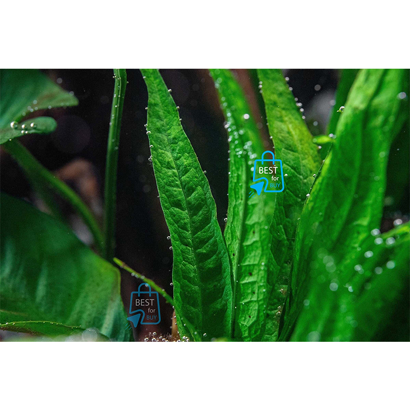 Picture of Java Fern Live Aquarium Plant – 5–7 Leaves per Rhizome, No Soil Required; Attach to Rock or Driftwood