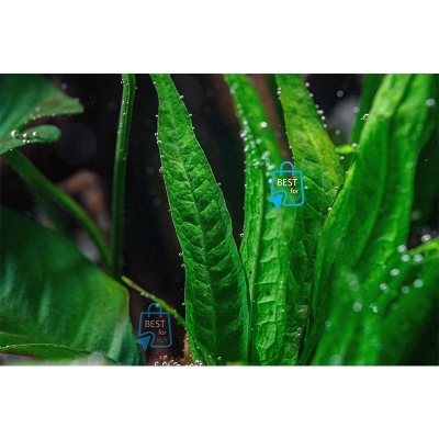 Picture of Java Fern Live Aquarium Plant – 5–7 Leaves per Rhizome, No Soil Required; Attach to Rock or Driftwood