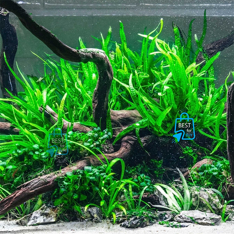 Picture of Java Fern Live Aquarium Plant – 5–7 Leaves per Rhizome, No Soil Required; Attach to Rock or Driftwood