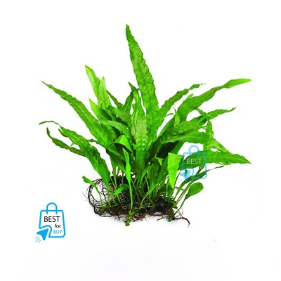 Picture of Java Fern Narrow Leaf Live Aquarium Plant – 5–7 Leaves per Rhizome, No Soil Required; Attach to Rock or Driftwood