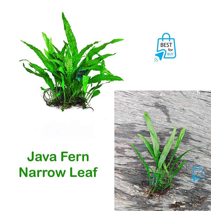 Picture of Java Fern Narrow Leaf Live Aquarium Plant – 5–7 Leaves per Rhizome, No Soil Required; Attach to Rock or Driftwood