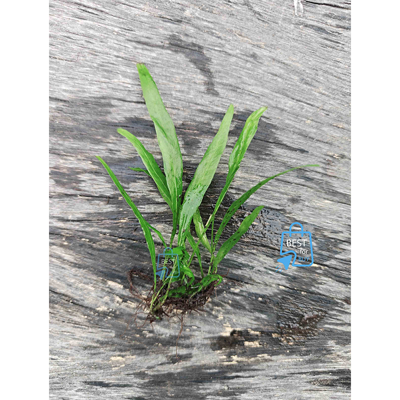 Picture of Java Fern Narrow Leaf Live Aquarium Plant – 5–7 Leaves per Rhizome, No Soil Required; Attach to Rock or Driftwood