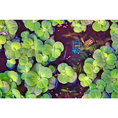 Picture of Dwarf Water Lettuce Live Floating Aquarium Plant – 3 Plants