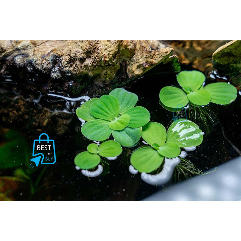 Picture of Dwarf Water Lettuce Live Floating Aquarium Plant – 3 Plants