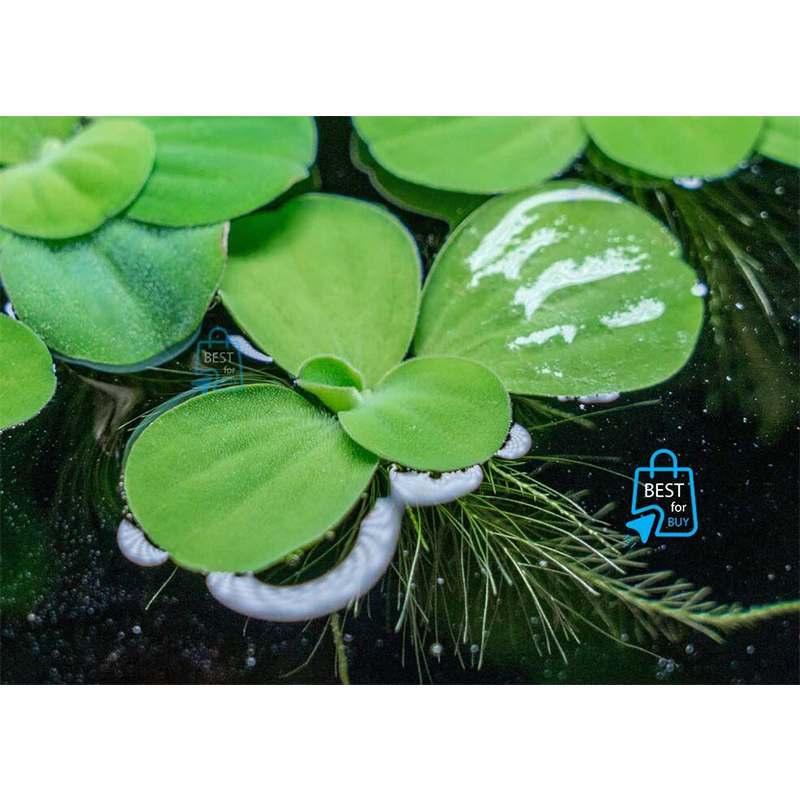 Picture of Dwarf Water Lettuce Live Floating Aquarium Plant – 3 Plants