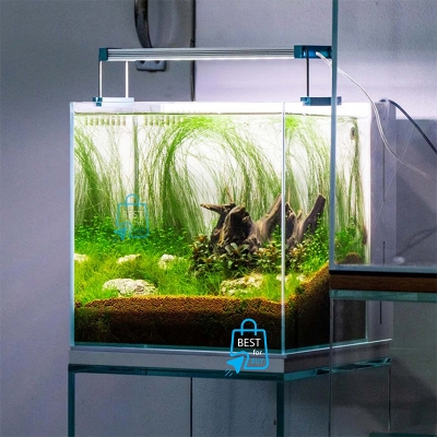 Picture of Umbrella Hair Grass (Eleocharis vivipara) Live Aquarium Plant – 2 Bare Plants, Requires Soil